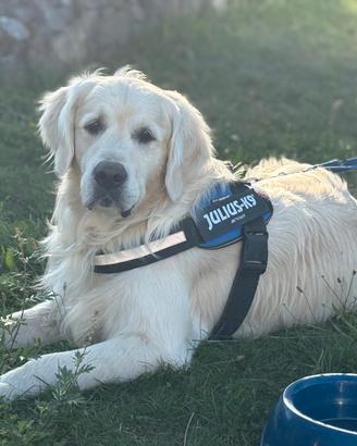 Golden Retriever per monta