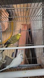 Cocorita