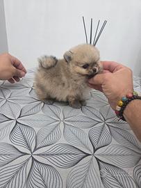 SPITZ POMERANIA MINUSCOLO