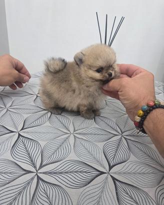 SPITZ POMERANIA MINUSCOLO