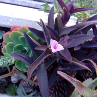 Pianta Seatcreasa e/o Crassula