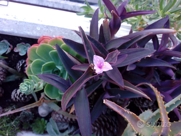 Pianta Seatcreasa e/o Crassula