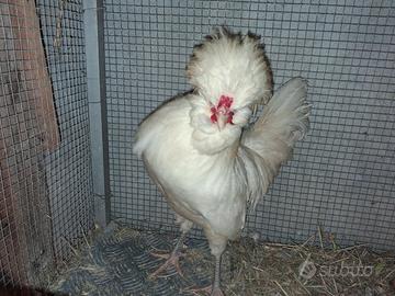 Gallo padovano