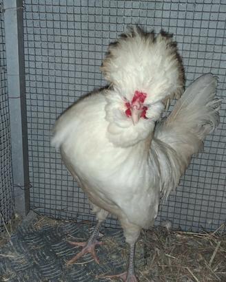 Gallo padovano