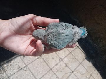 Inseparabili da imbecco