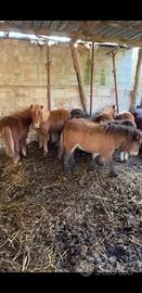 Poniy per tutti, maschi e femmine