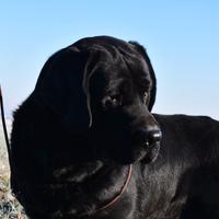 Labrador Retriever cuccioli