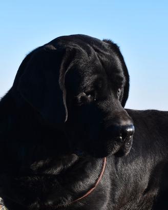 Labrador Retriever cuccioli