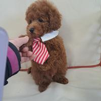 Barboncino toy red cucciolo con pedigree