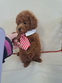 Barboncino toy red cucciolo con pedigree