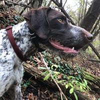 Cuccioli di Drahthaar, bracco tedesco a pelo duro