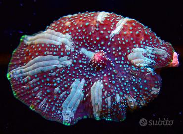 Díscosoma interstellar