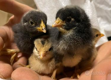 Pulcini avicoli ornamentali