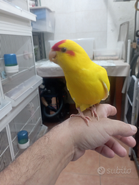 Pappagalli kakariki allevati a mano