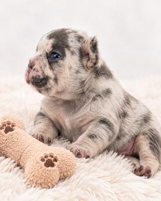Cuccioli di Bulldog Francese Esotico