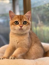 British Shorthair
