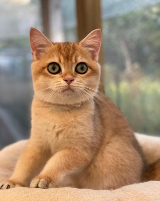 British Shorthair