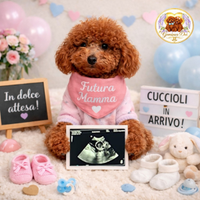 Barboncino con Pedigree Enci