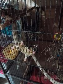 Petauri dello zucchero