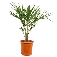 5 PALME 50/60 CM 🌴 GIAPPONESE (5pz)