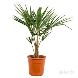 5 PALME 50/60 CM 🌴 GIAPPONESE (5pz)