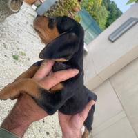 Cucciola di segugio