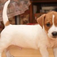 Cucciola di jack Russell