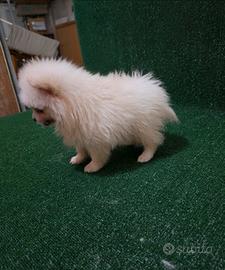 Cuccioli di Spitz di Pomerania