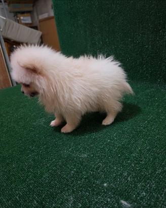 Cuccioli di Spitz di Pomerania