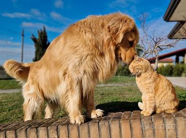 Golden Retriever Americano(BRASILIANO)Accopiamento