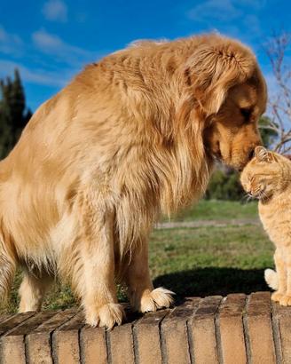 Golden Retriever Americano(BRASILIANO)Accopiamento