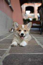 Cuccioli corgi