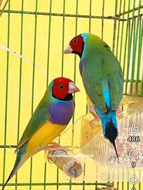 Diamanti di gould