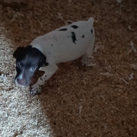 Bracco 3 mesi maschio