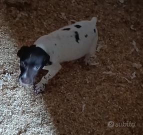 Bracco 3 mesi maschio