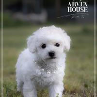 Barboncino toy bianco senza lacrimazione