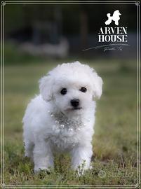 Barboncino toy bianco senza lacrimazione