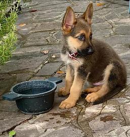 Cane pastore tedesco cucciolo di tre mesi