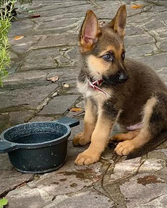 Cane pastore tedesco cucciolo di tre mesi
