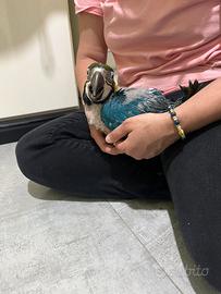 Pappagallo Ara Ararauna