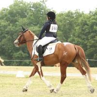 Cavallo Pony sportivo da salto 7 anni
