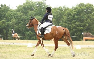 Cavallo Pony sportivo da salto 7 anni