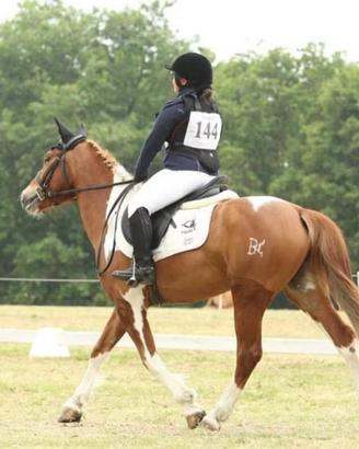 Cavallo Pony sportivo da salto 7 anni