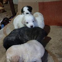 Cuccioli di incrocio Setter/spinone