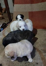 Cuccioli di incrocio Setter/spinone