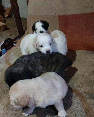 Cuccioli di incrocio Setter/spinone