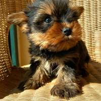 Yorkshire terrier