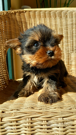 Yorkshire terrier