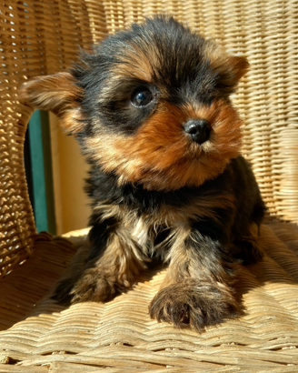 Yorkshire terrier