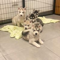 Cuccioli husky con pedigree